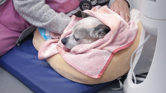 The Bulldog's Battle to Breathe