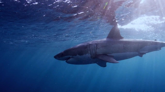 Watch When Sharks Attack Season 5 Episode 7 Nightmare On The Cape Online Watch When Sharks Attack Season 5 Episode 7 Nightmare On The Cape Online