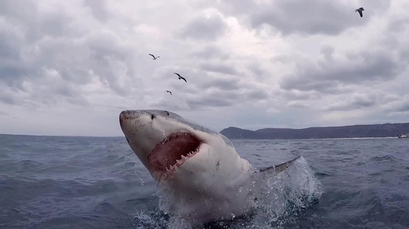 Watch When Sharks Attack Season 5 Episode 5 The Shark Bite State Online Watch When Sharks Attack Season 5 Episode 5 The Shark Bite State Online