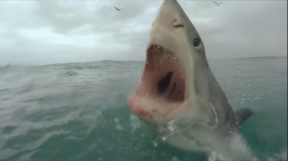 Watch When Sharks Attack Tv Show Streaming Online Nat Geo Tv - shark fight roblox