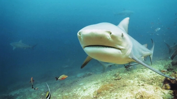 Watch When Sharks Attack Season 7 Episode 2 Mayhem in ...