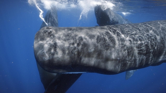 Whales, Walruses, Otters… Whoa!