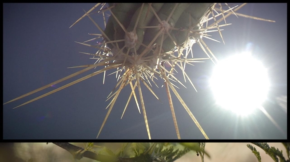 Spikes, Prickles, Thorns… Whoa!