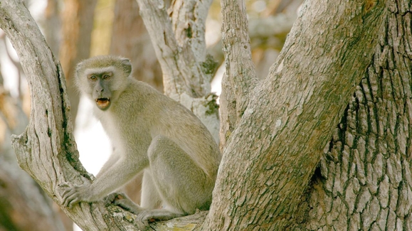 Giraffes, Hyenas, Lions… Whoa!