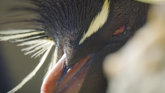 Emperor, Gentoo, Chinstrap Penguins… Whoa!