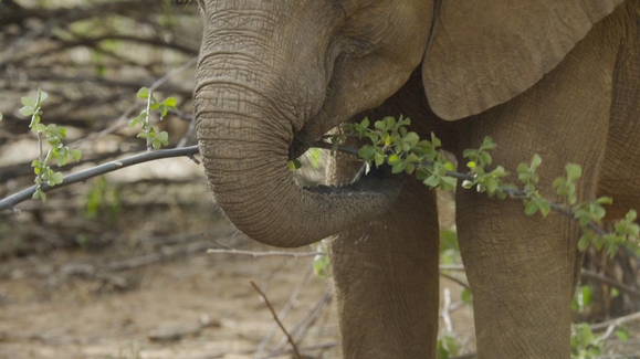 Elephant Trunks, Ears, Babies… Whoa!