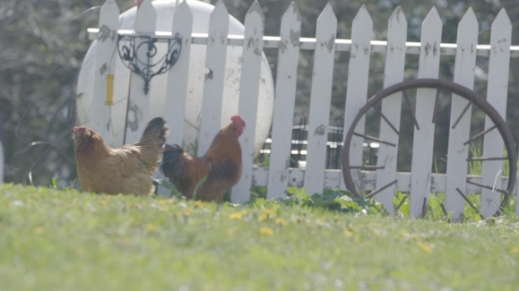 Cows, Ducks, Chickens, Pigs…Whoa!
