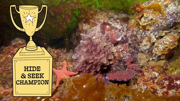 Giant Pacific, Coconut, Mimic Octopus… Whoa!
