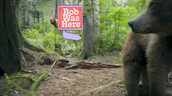 Grizzly, Panda, Polar Bears… Whoa!