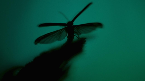 Ants, Beetles, Spiders... Whoa!