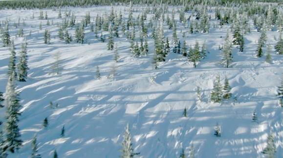 The Frozen Forest