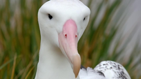Wandering Albatross