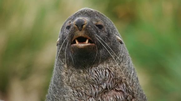 Fur Seals