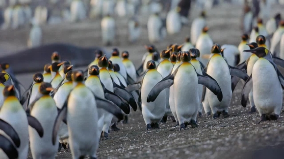 King Penguins