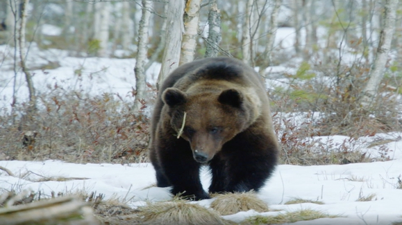 Watch Wild Russia Season 1 Episode 3 Siberia's Frozen Heart Online