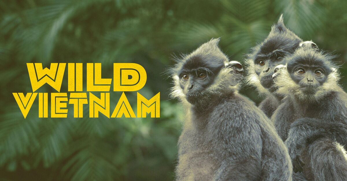 Wild Vietnam Full Episodes | Watch Online