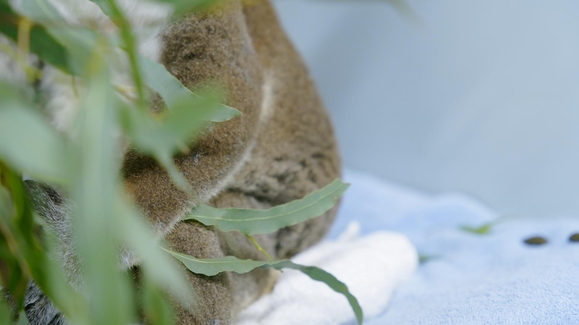 A Prickly Problem