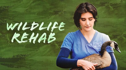 Wildlife Rehab