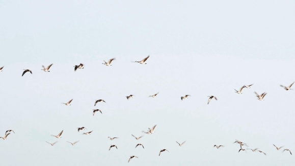 Avian Influenza