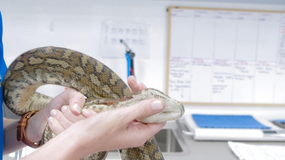 Jack the Carpet Python