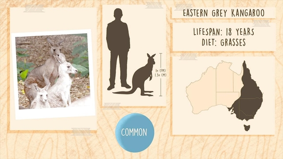 Sandy the Eastern Grey Kangaroo