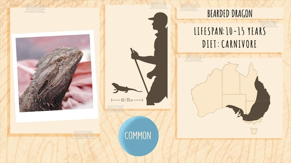 Pamela the Bearded Dragon