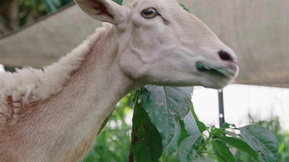 Watch The Wizard of Paws Season 2 Episode 9 Gaia Online - Vimarsana News