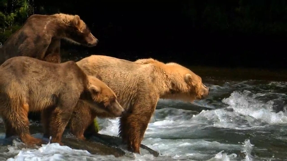 War of the Carnivores