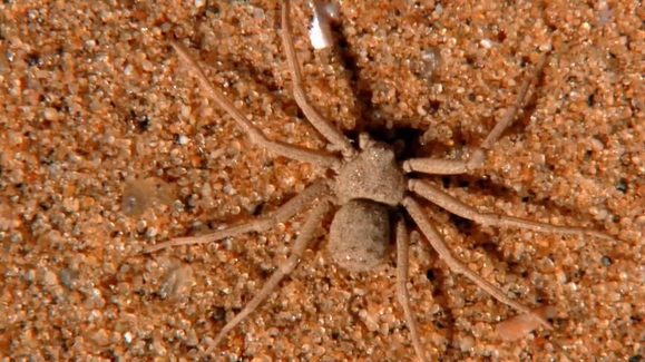 8 Legged Killers