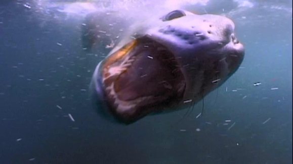 Watch World's Deadliest Season 4 Episode 4 Underwater Killers Online