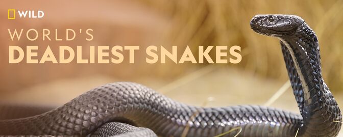 Deadliest Snake in the World