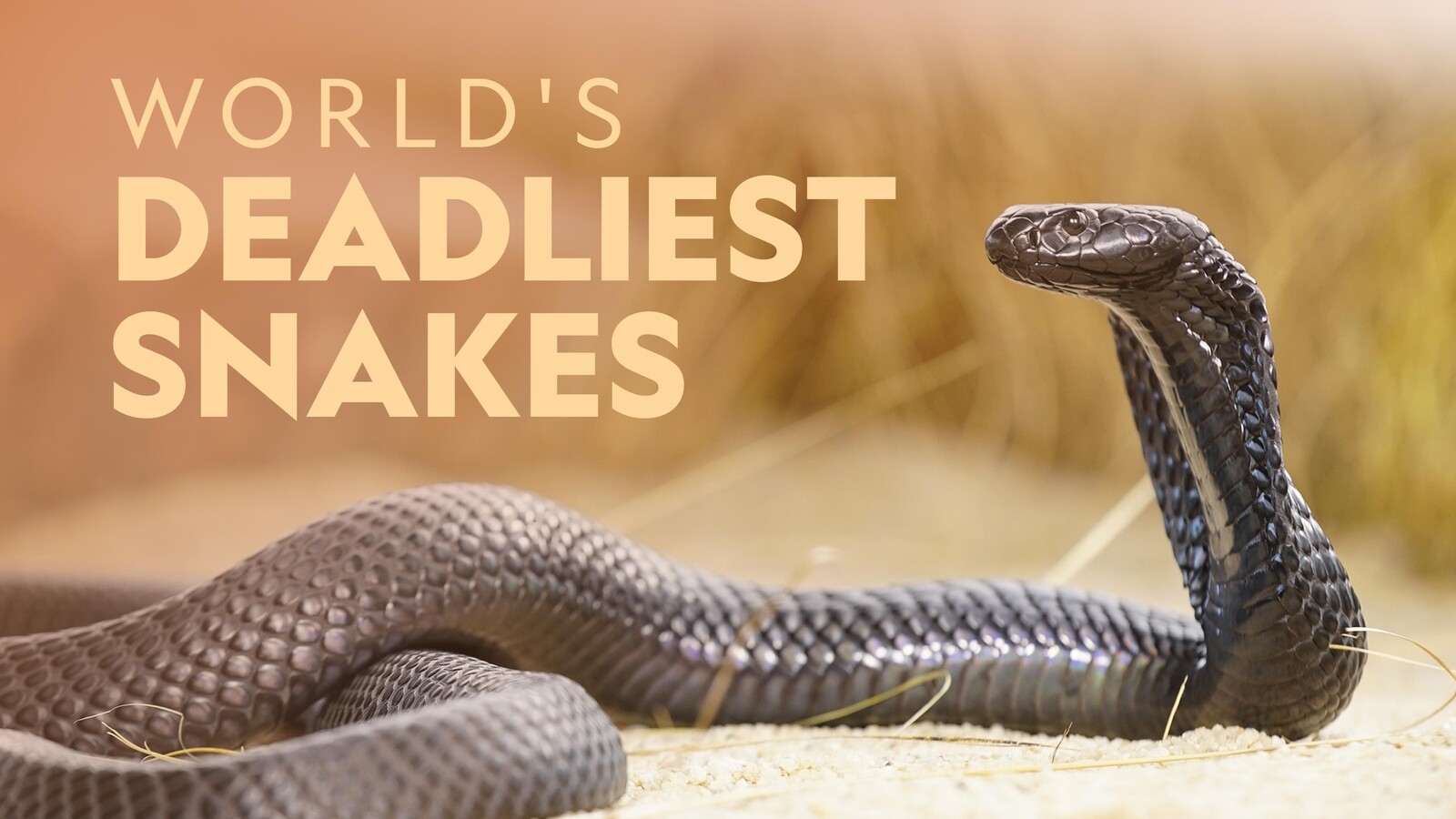 Deadliest Snake in the World