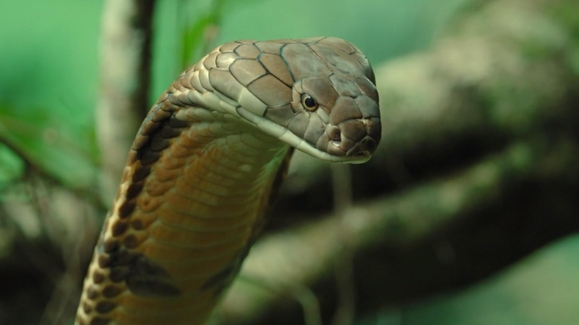 Watch World's Deadliest Snakes Season 1 Episode 1 Snakes of the