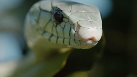Deadliest Snake in the World