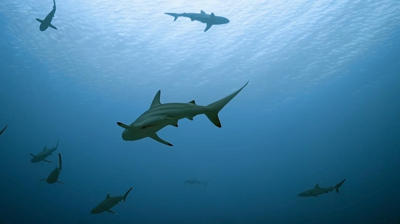Bull Shark