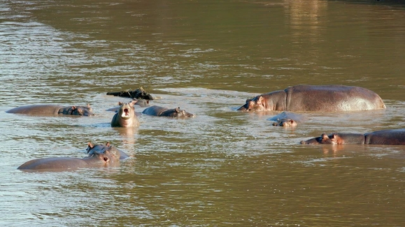 Hippo