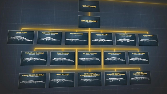 Caiman