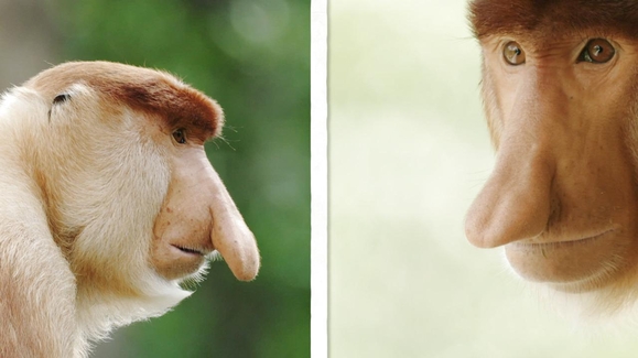 Sniffing Out the Strange