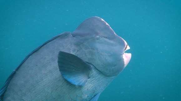 Nature's Greatest Showoffs